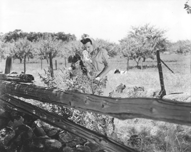 [ Marie-Louise met des chardons dans les cheveux d'Aurore , Alliance cinmatographique canadienne/France-Film, Cinmathque qubcoise  ]