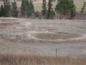 [ Maisons semi-souterraines prs du Fraser, Dpressions laisses par les maisons semi-souterraines des autochtones le long du fleuve Fraser prs de Sheep Creek., Liam Haggerty, Copyright Great Unsolved Canadian Mysteries Project  ]