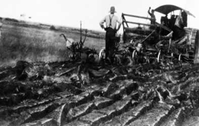 [ The Doukhobor commune was known for using the latest technology, here a steam plow to break prairie soil, 1905, Unknown, Plakun Trava p. 94 ]